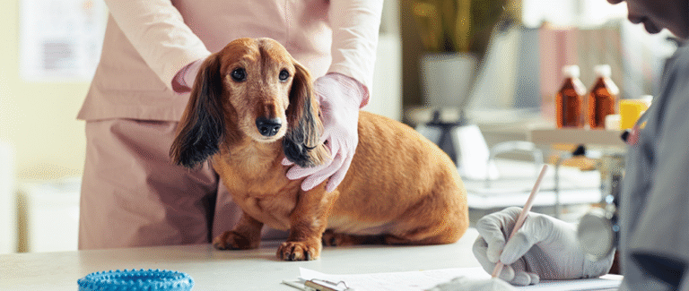 A Day in the Life of a Relief Vet 2